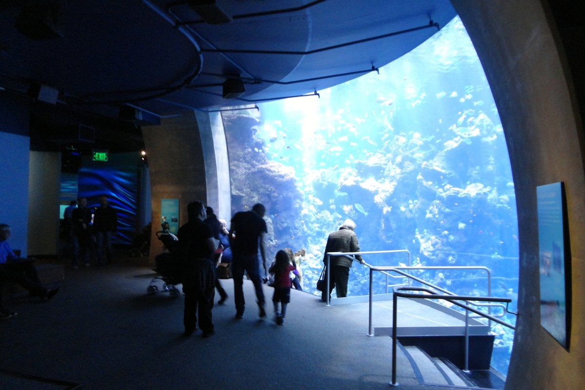 Steinhart Aquarium - Gallery Image 3